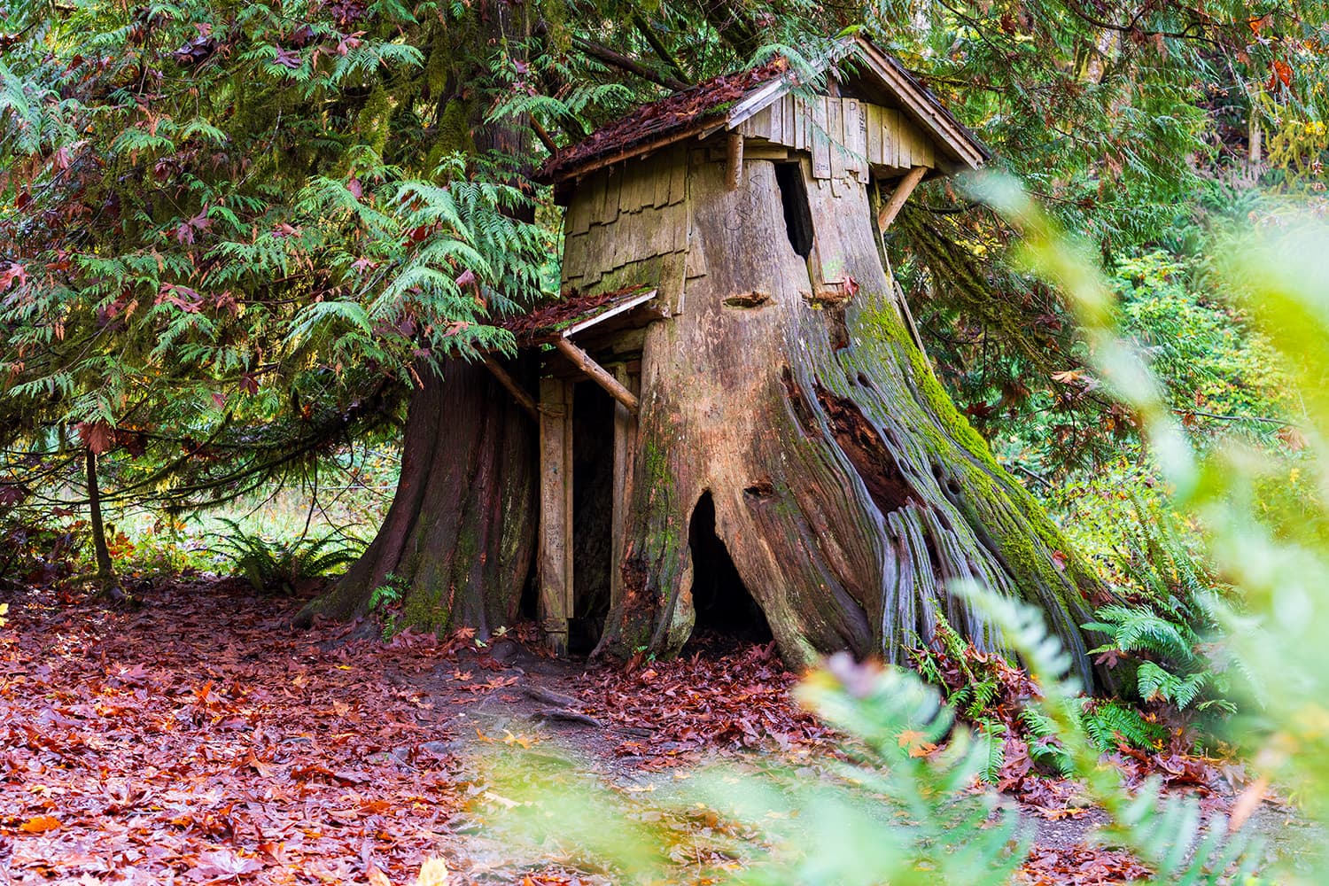 Stump House Hike – Easy Hike at Guillemot Cove in Kitsap Washington
