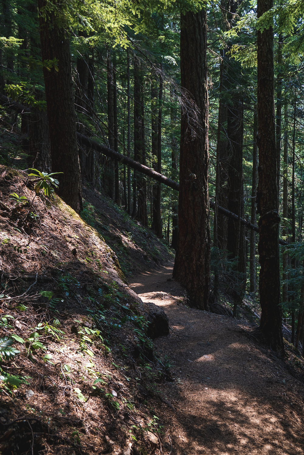 Scenic view of Mount Townsend trail and surrounding Olympic Mountains.