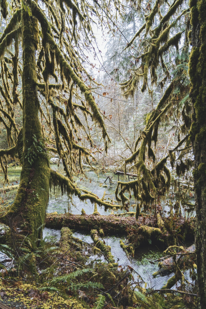 hall of mosses trail hoh rain forest