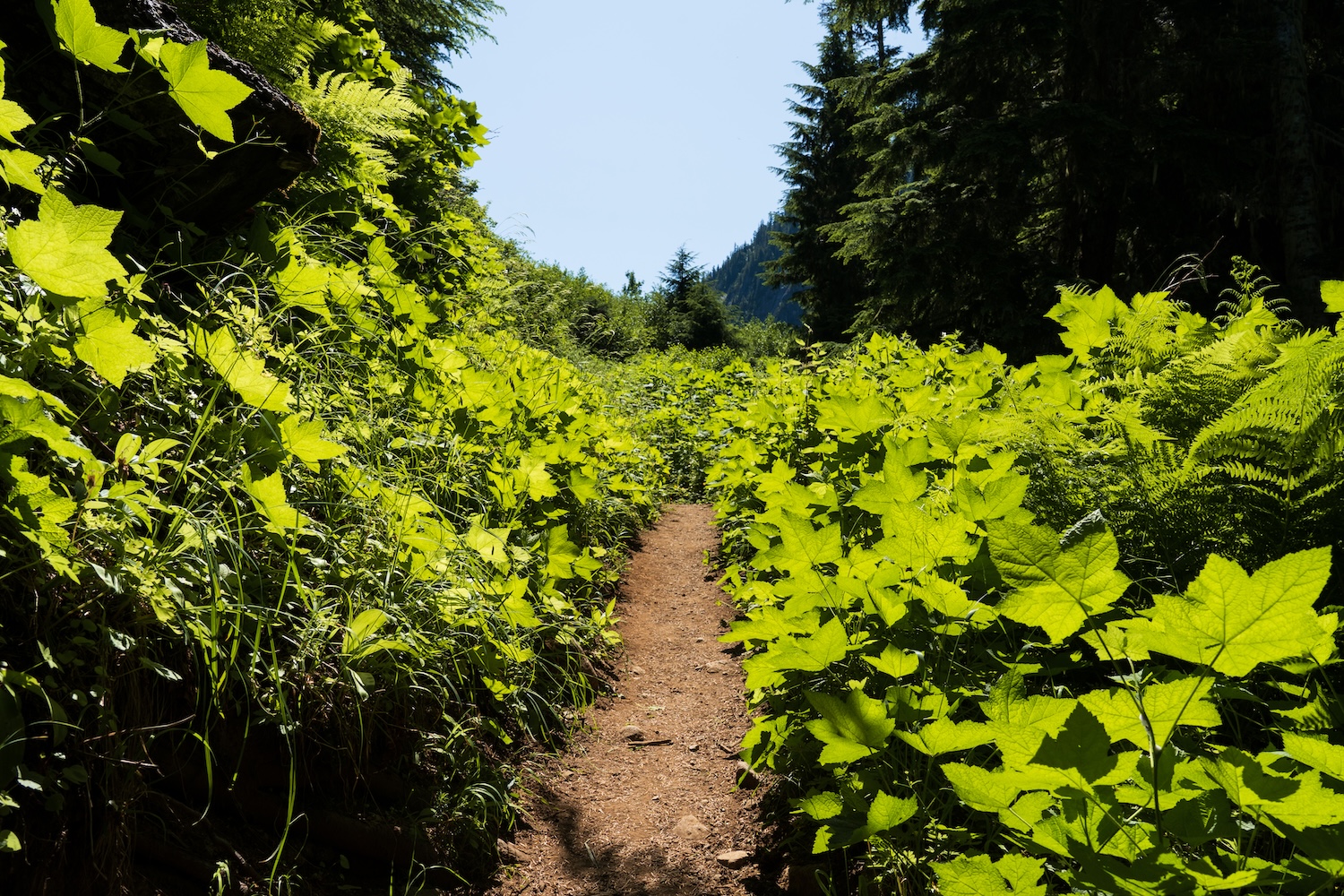 copper ridge hike backpacking north cascades