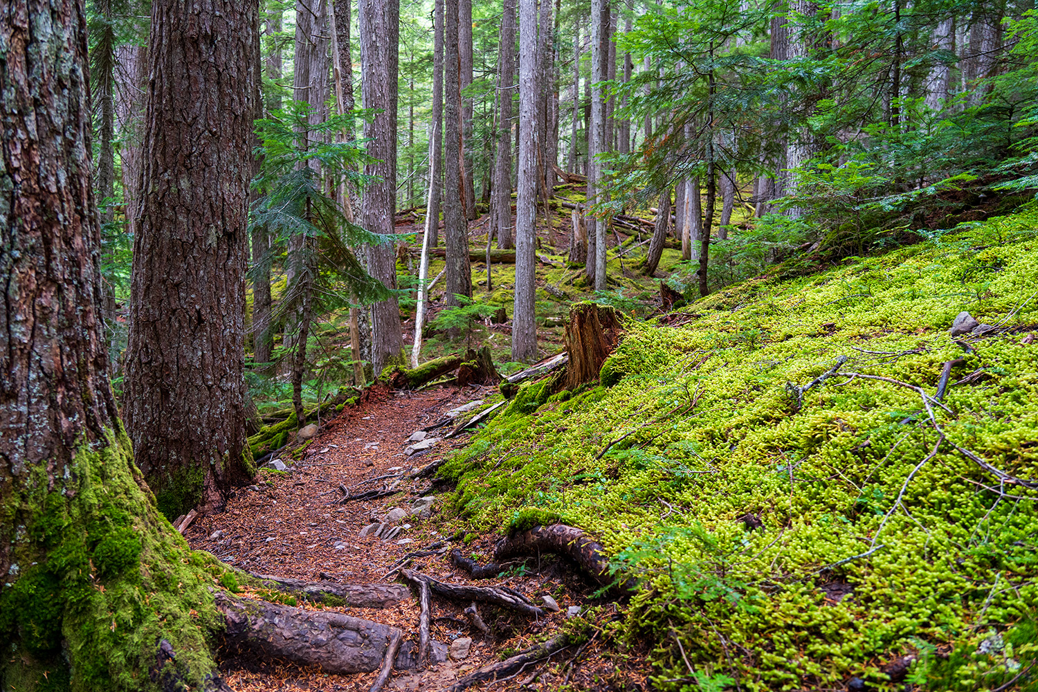 obstruction point badger valley grand pass trail lillian ridge hike backpacking olympic national park