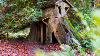 Stump House Guillemot Cove Hike