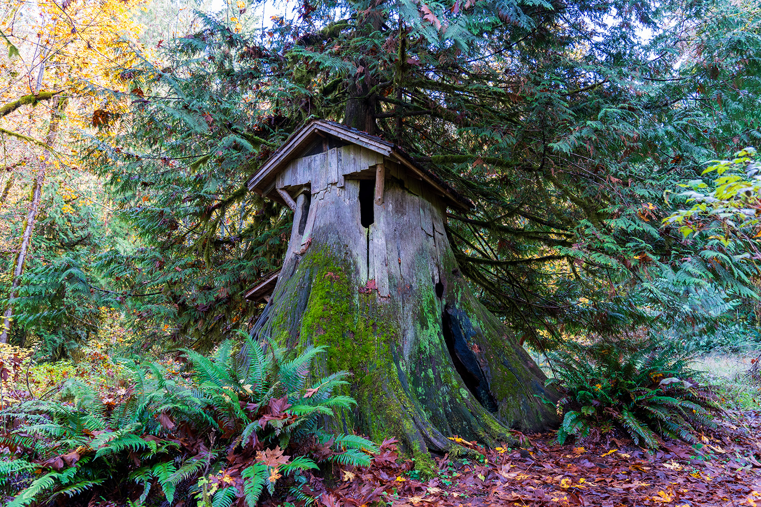 guillemont cove stump house hike