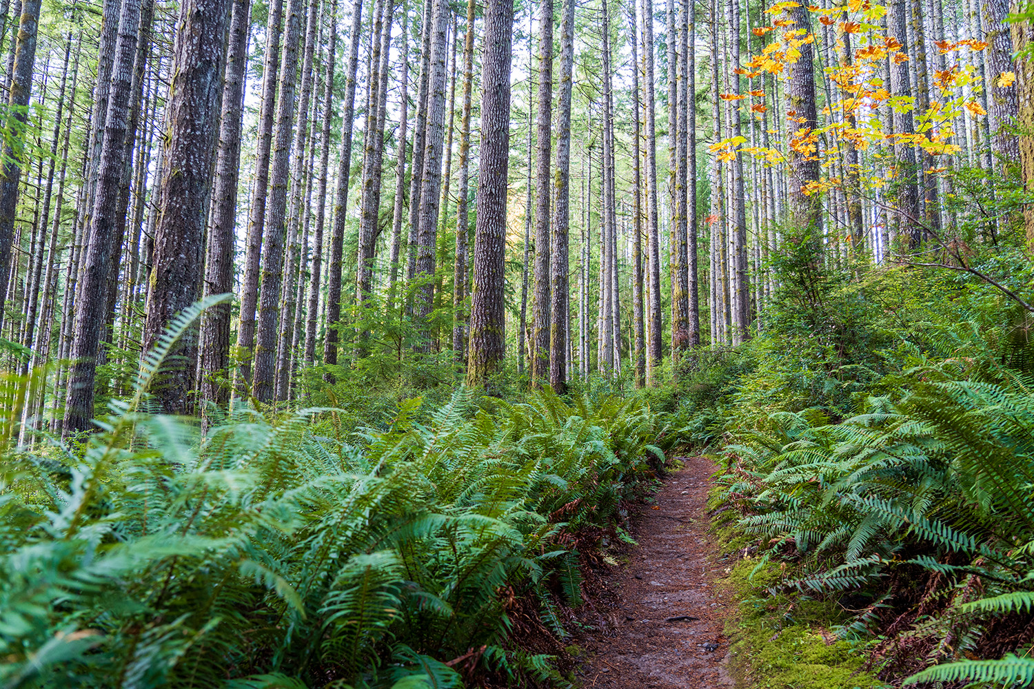 guillemont cove stump house hike