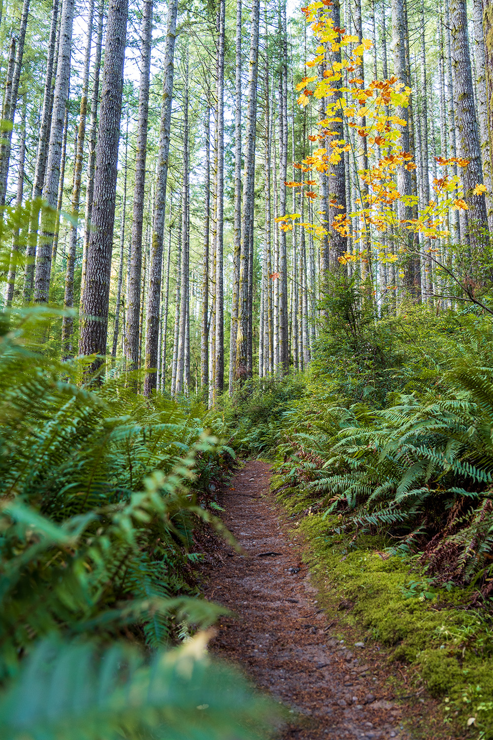 guillemont cove stump house hike