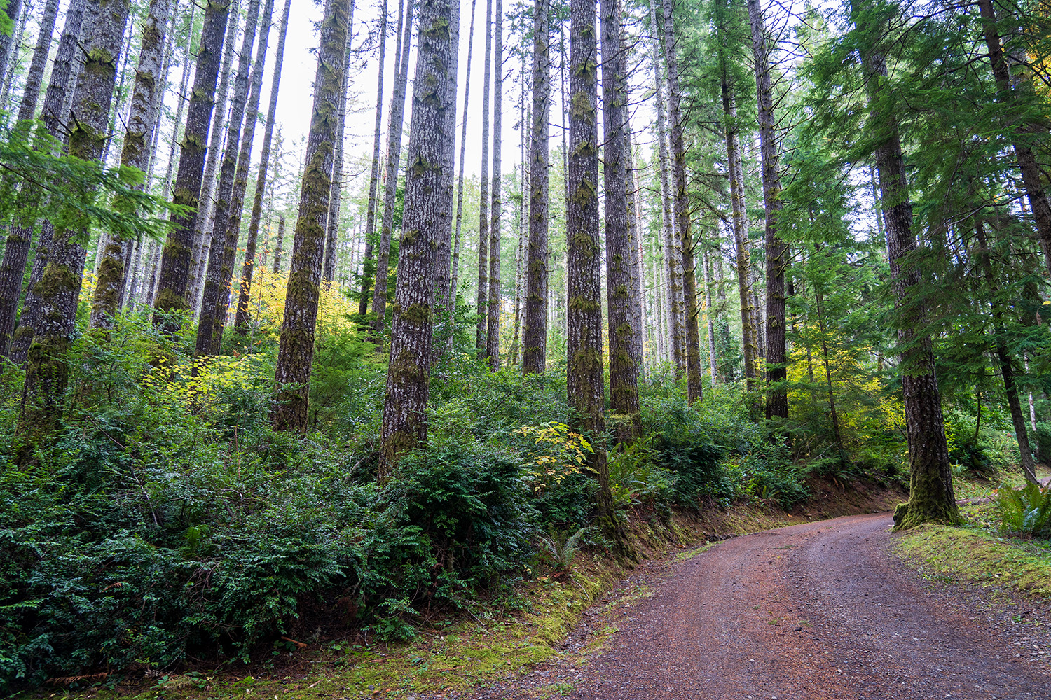 guillemont cove stump house hike