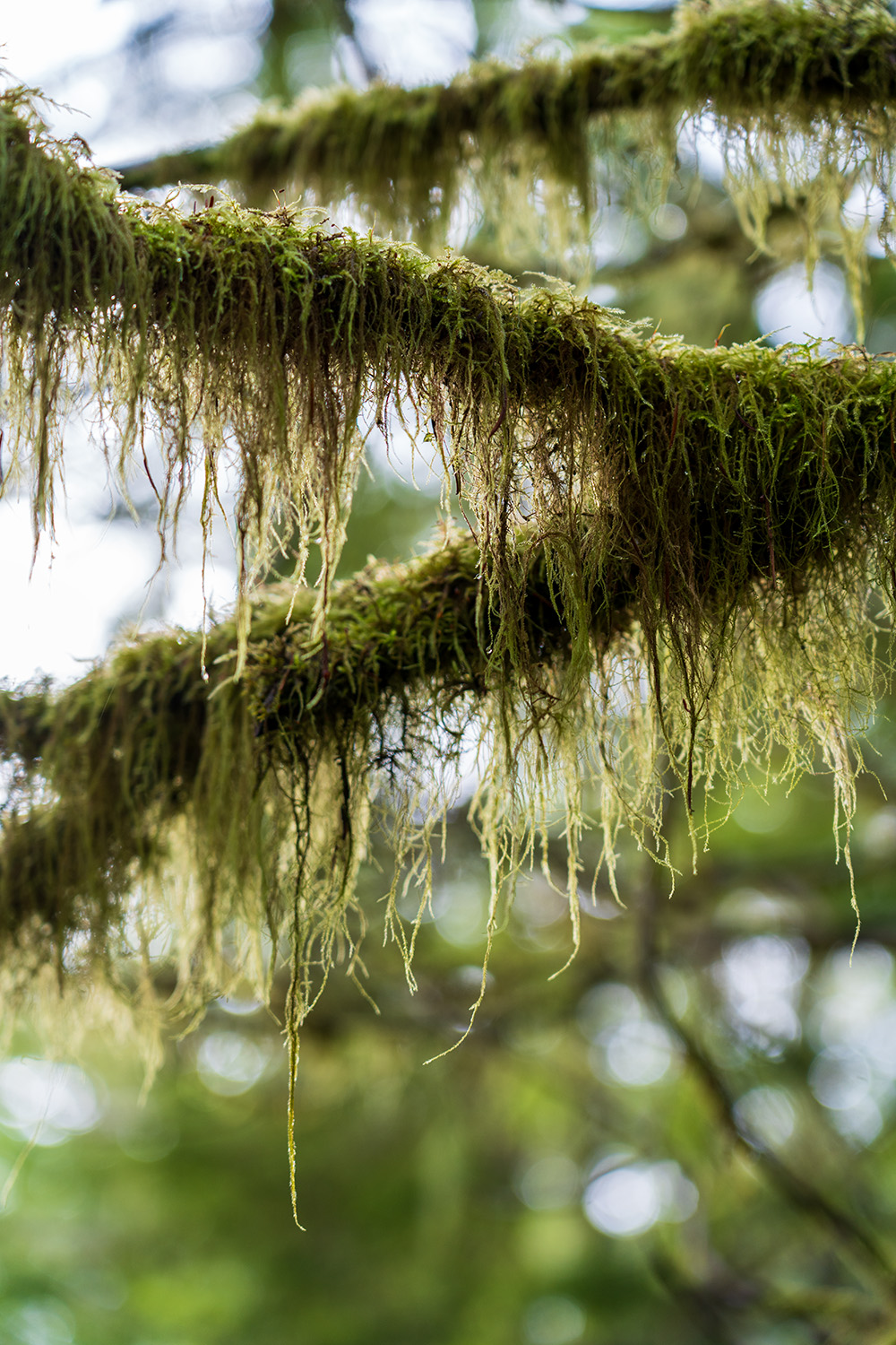 guillemont cove stump house hike