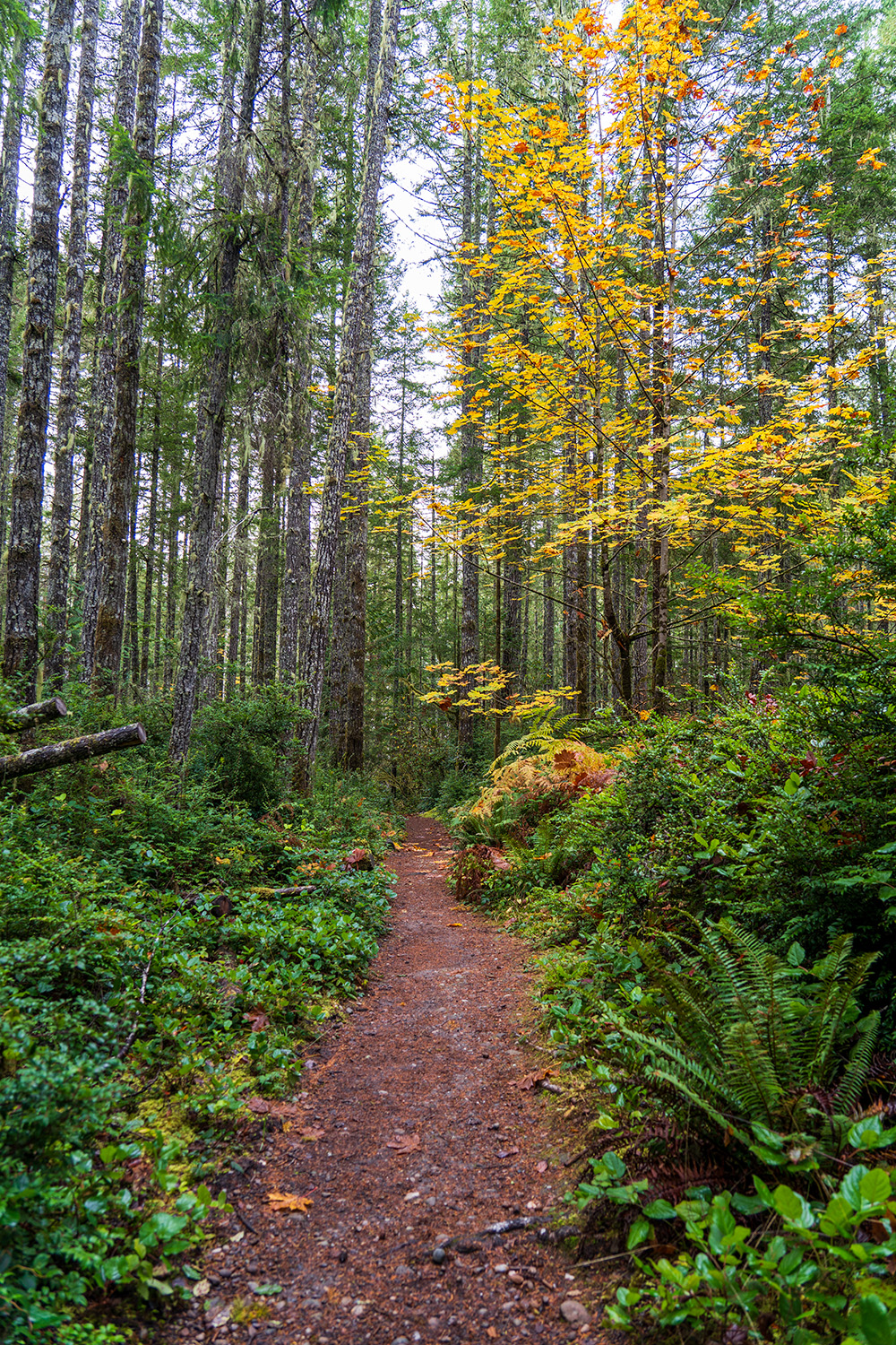 guillemont cove stump house hike