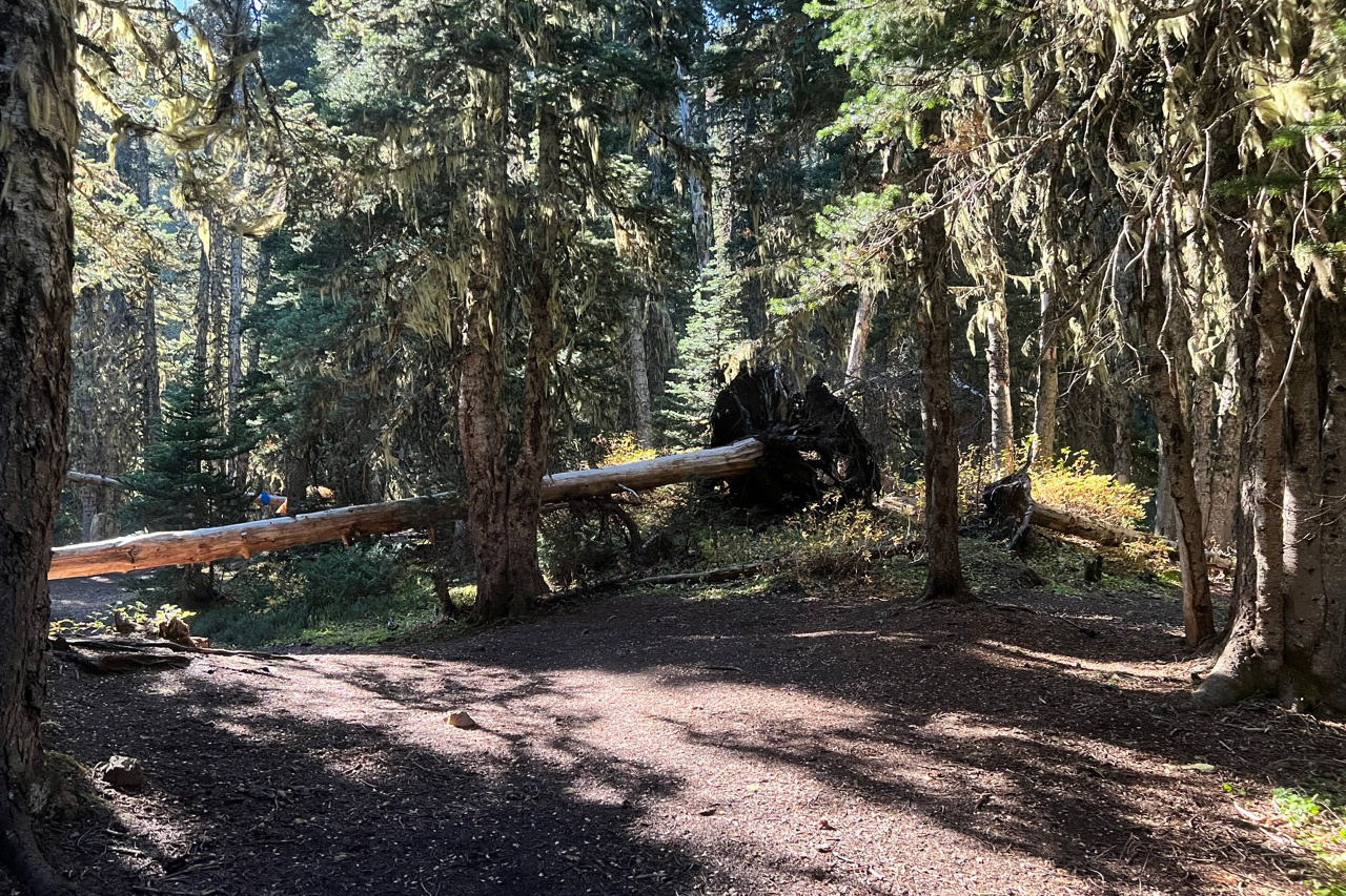 camp windy mount townsend campsites