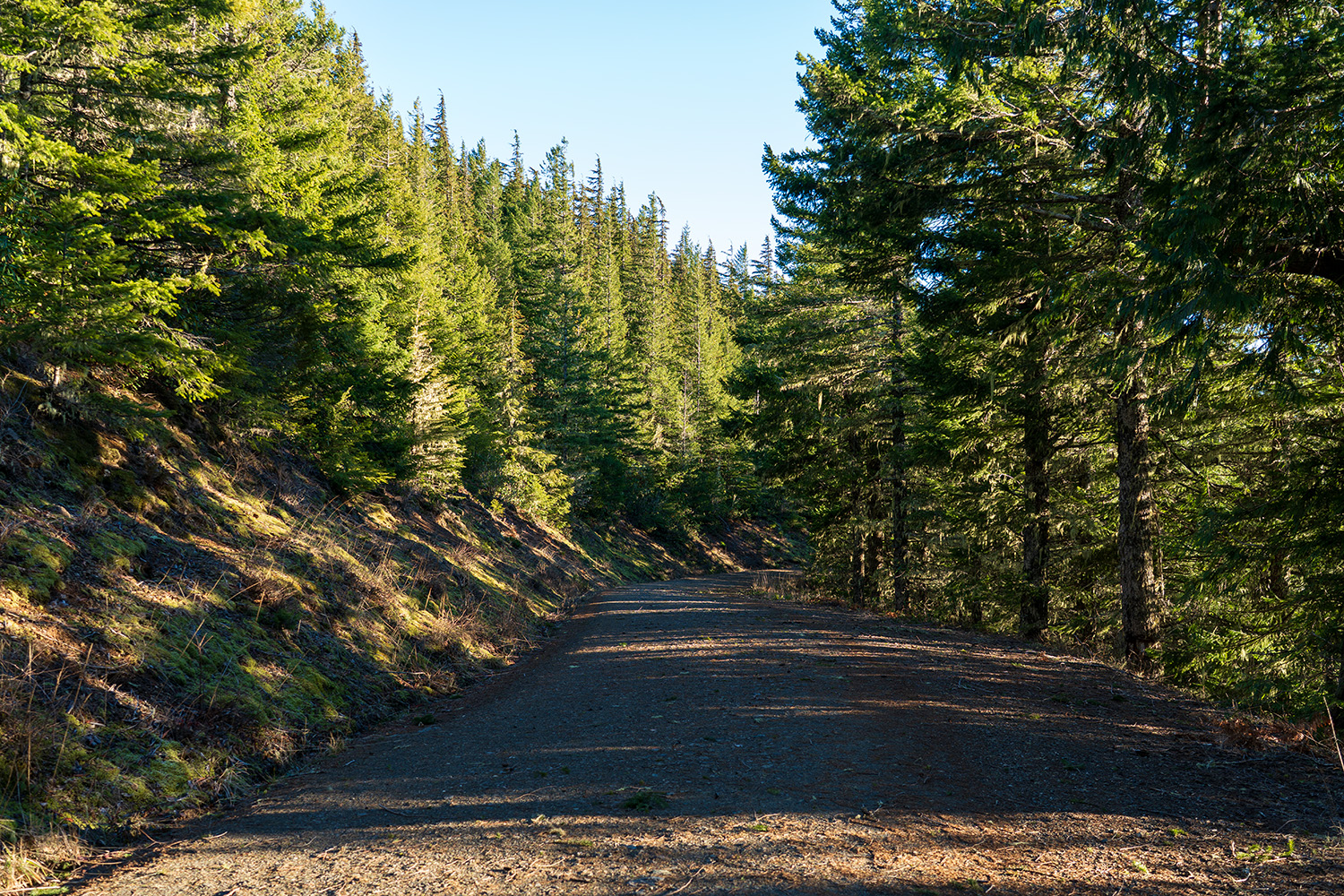 mount walker olympic national forest forest road