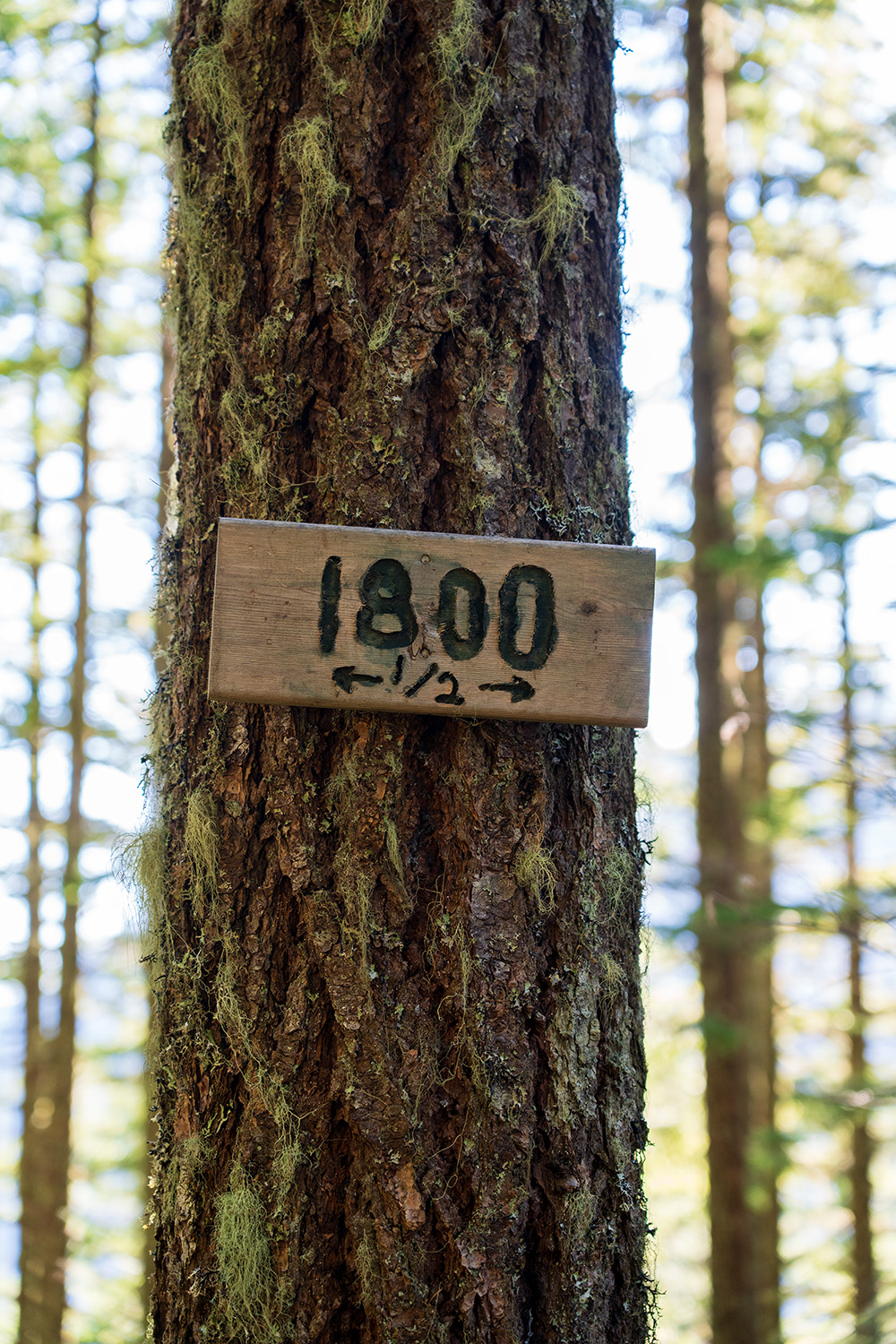 mount walker olympic national forest trail