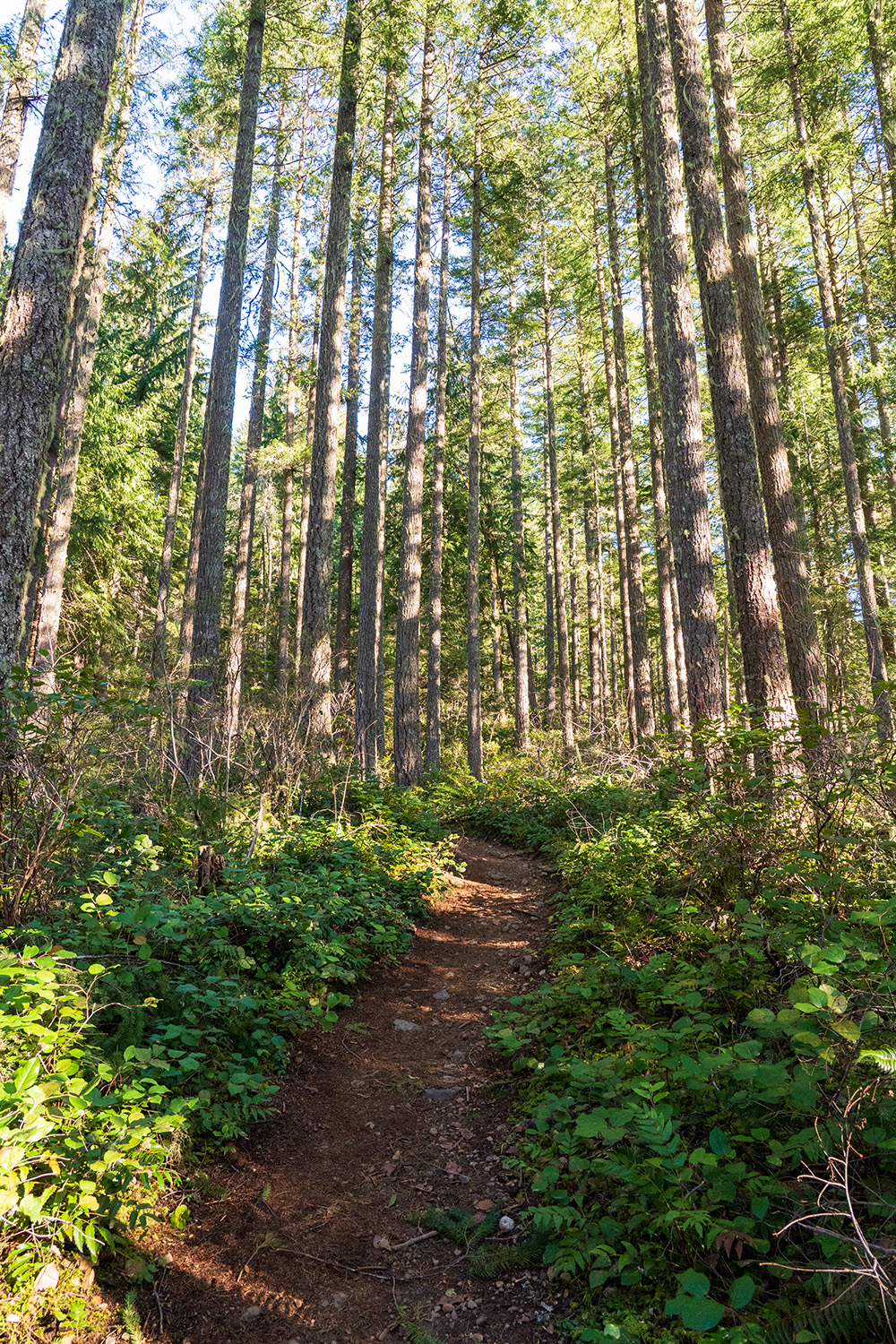 mount walker olympic national forest trail