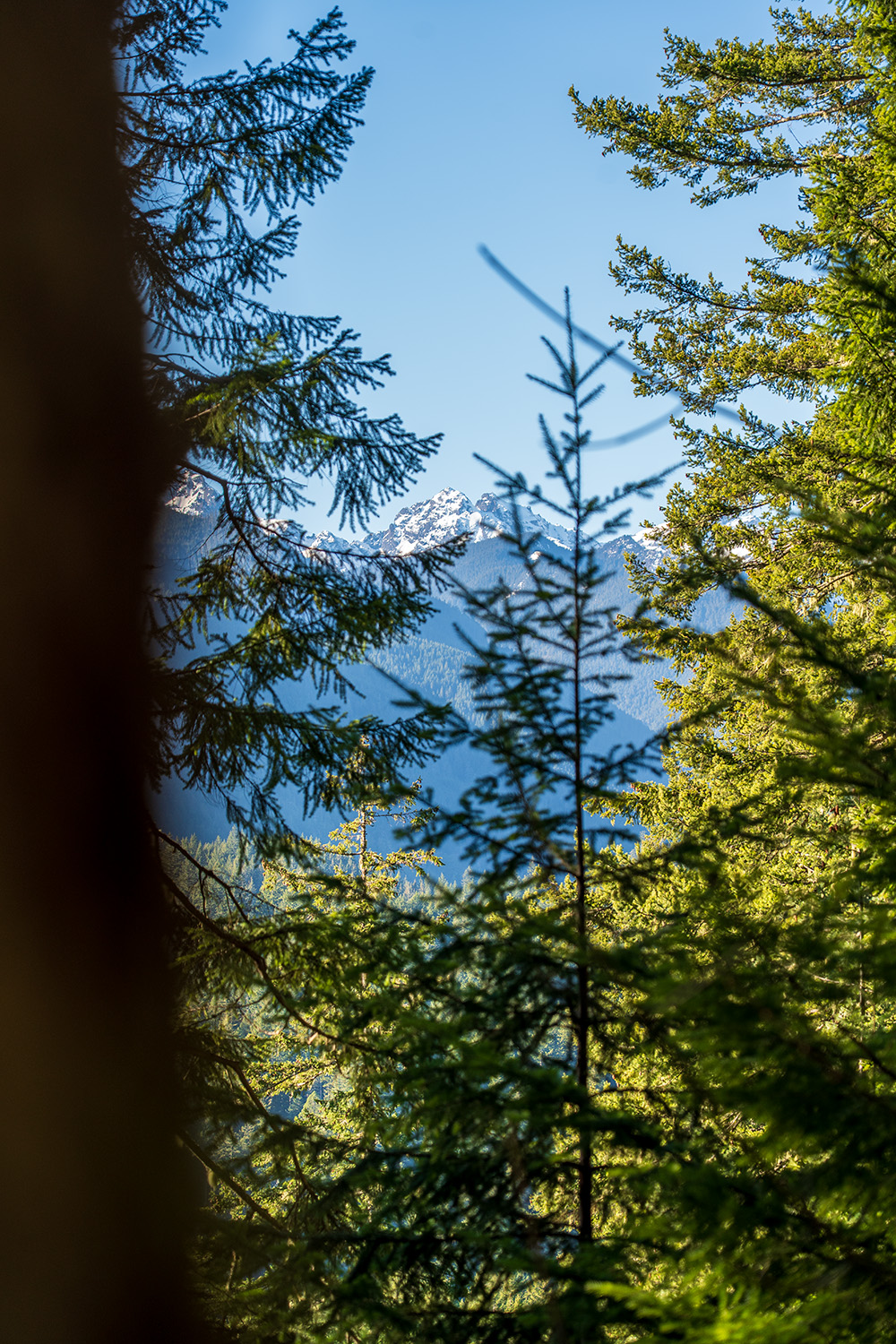 mount walker olympic national forest trail