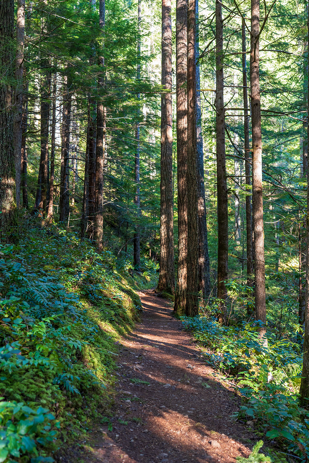 mount walker olympic national forest trail