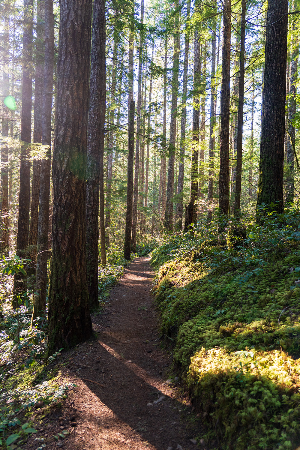 mount walker olympic national forest trail