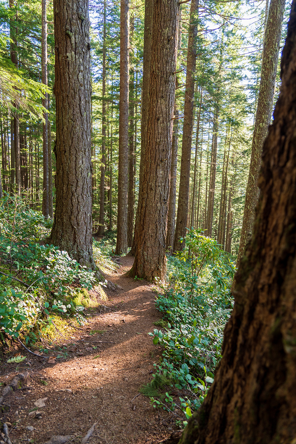 mount walker olympic national forest trail