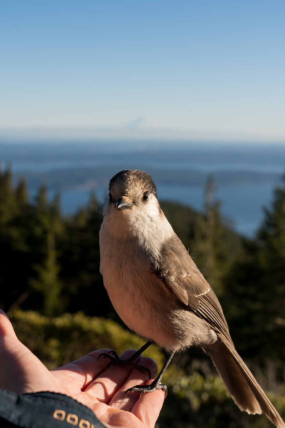 mount walker olympic national forest steller jay